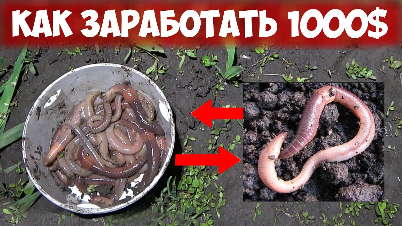 Червь выползок для рыбалки. Собирать червей. Ловушка для червей выползков. Накопать червей для рыбалки. Собирать червей.
