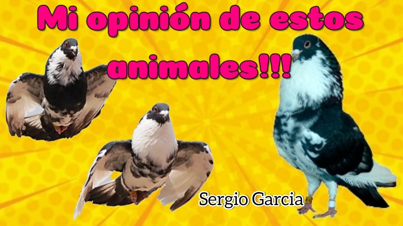 Reaccionando y mi opinión de la visita a casa de Daniel de Montellano | 4K