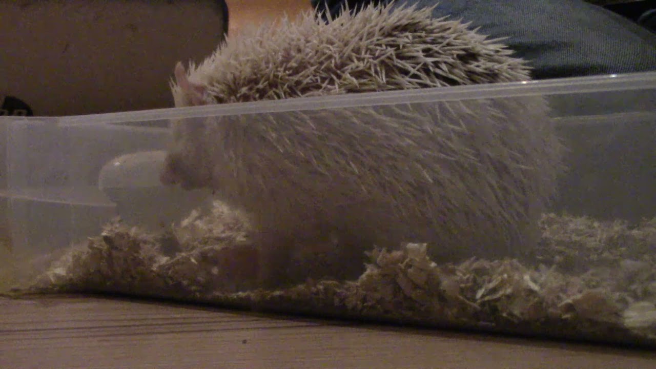 Unavision   Gettin Grubbiez