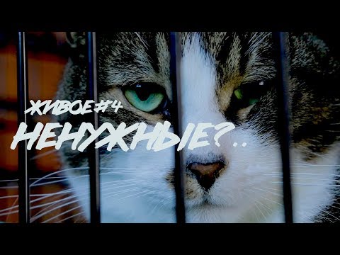 Несмешные котики (жизнь зооволонтеров) // СМЫСЛ.doc