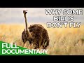 Down to Earth - The Mystery of Flightless Birds | Free Documentary Nature