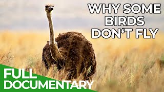 Down to Earth  The Mystery of Flightless Birds | Free Documentary Nature