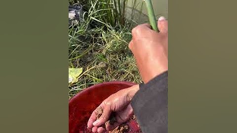 Cách làm cần tre, phao xốp câu cá rô đơn giản. #cuongbavuong #câucá #giảitrí #fishing #thiennhien