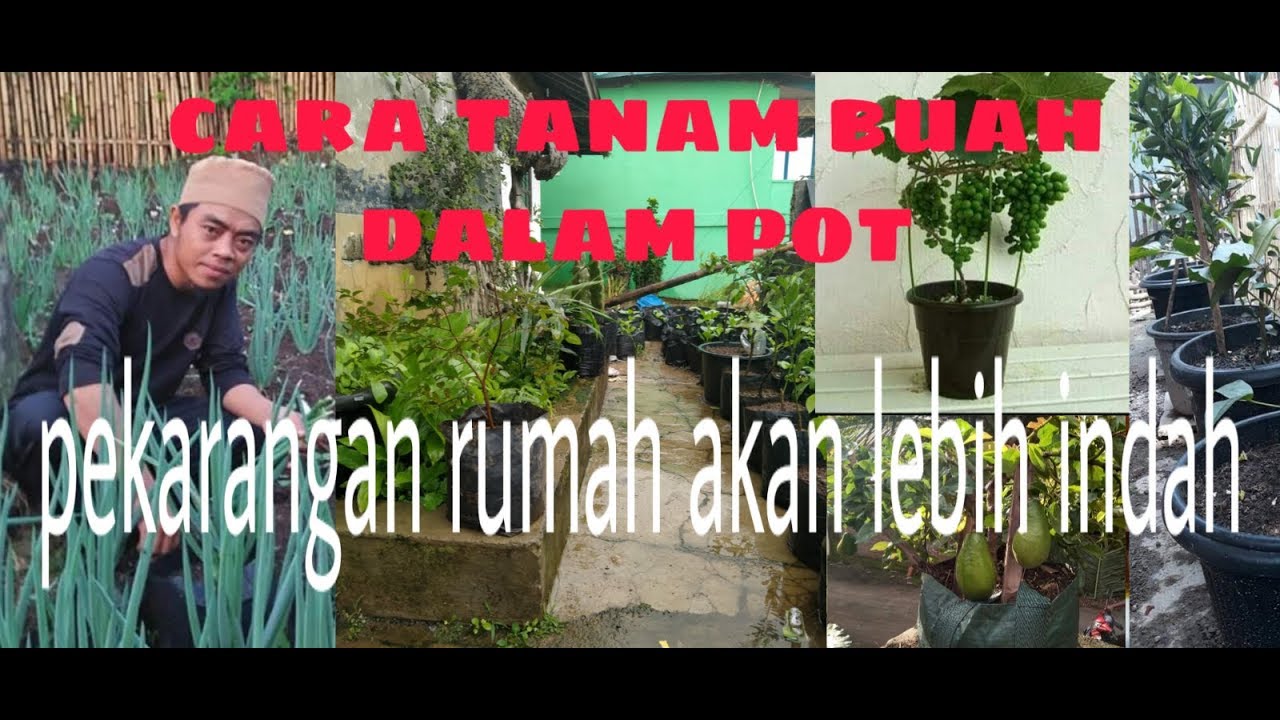  CARA  MENANAM  BUAH  DALAM  POT  tabulampot menjadikan 