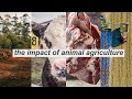 The History and Impact Animal Agriculture & Factory Farming // from 45,000 BC to 2021