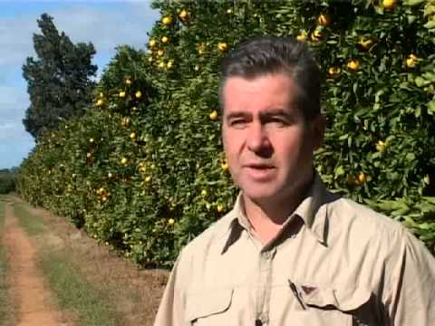 Video: Apa yang Menyebabkan Penyakit Citrus Melanose – Petua Untuk Mencegah Citrus Melanose