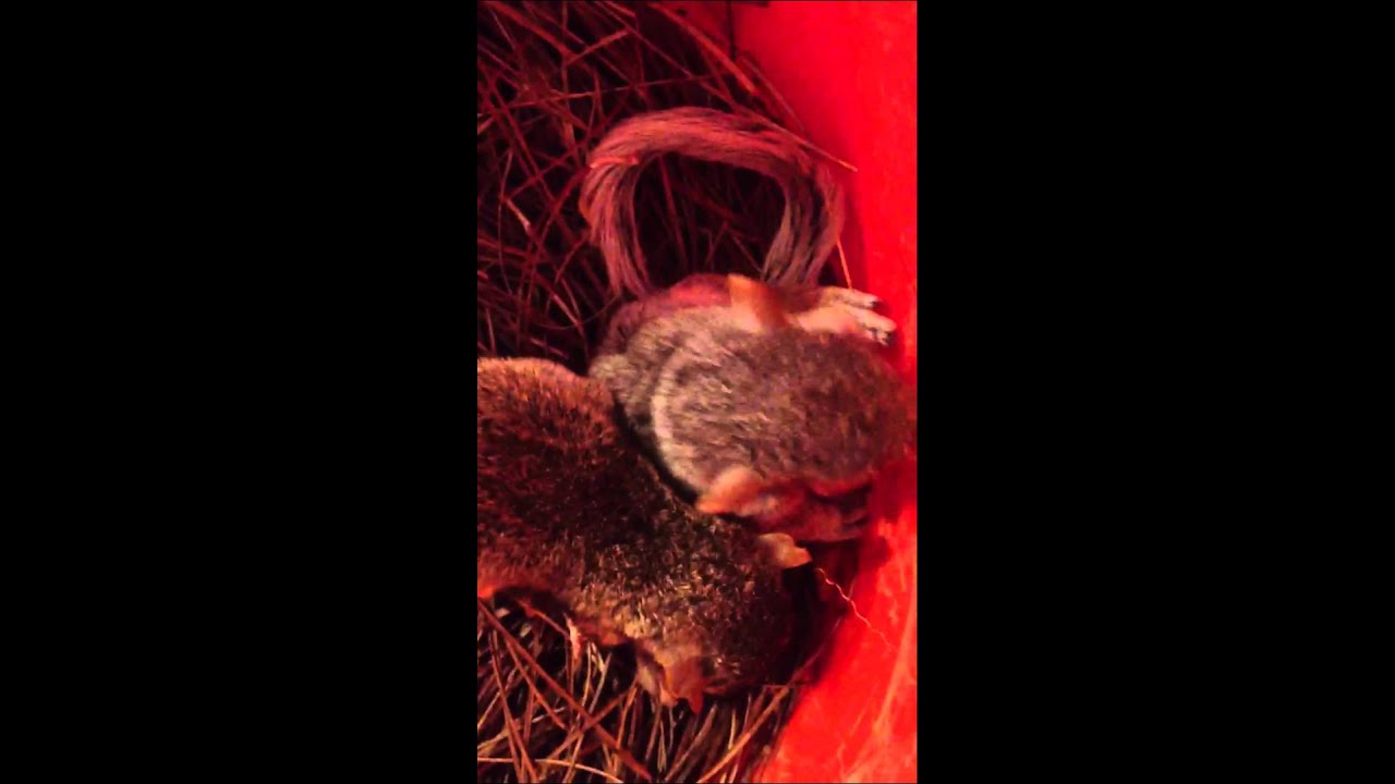 snake oil Orphaned Squirrel Babies - Removed from a yard in Alpharetta GA