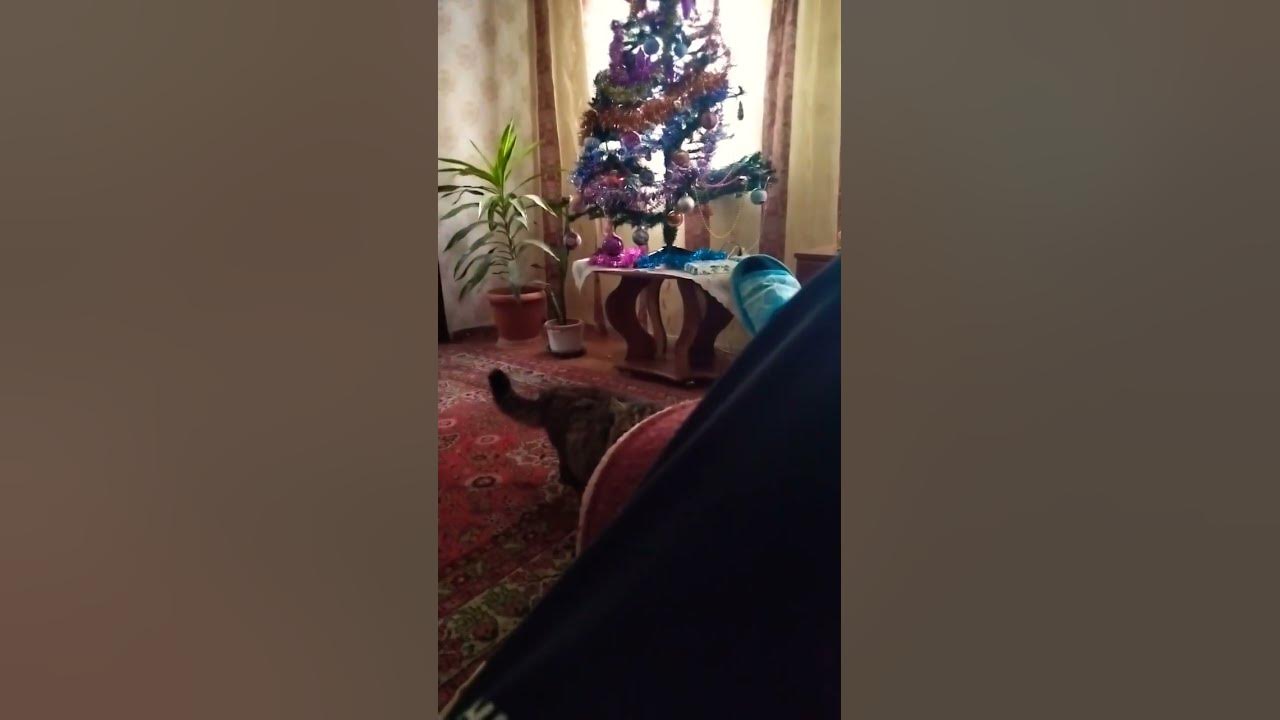 мой армянский кот 🐈 - YouTube