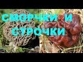 Пукнуть и улететь в космос!!!Байки грибника*