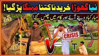 AJ NEW HORSE BUY KAR LIA 🐎 | MARASI MUBARAK BAD DANA AI OR PHAS GYE 🤣