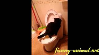 Cat pooping in toilet. Good job! , 