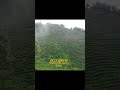 台灣風景-茶山風光 Taiwan tea mount scenery