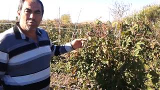 Böğürtlen Budama - Böğürtlen Nasıl Budanır ?