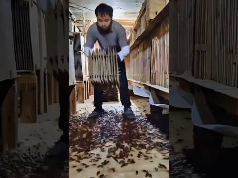 راعي الصراصير كنز البروتين المخفي