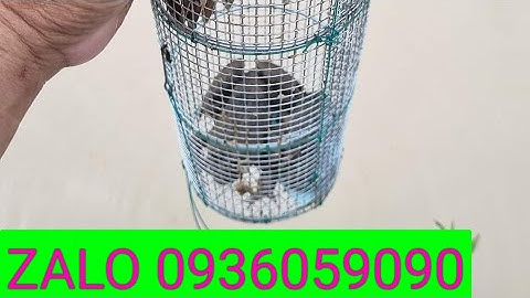 Bán lợp ếch, bán bẫy ếch, bán lờ bẫy ếch, bán cần câu cắm ếch, hướng dẫn mồi bẫy ếch, ĐT 0936059090.