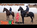 Күлүктөрдү ЖАРЫШТЫРДЫК 🐎 КАРА менен тору сатылат 😱