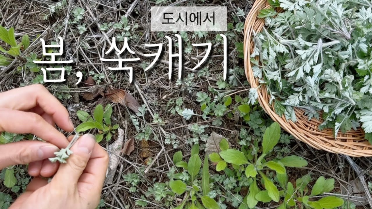 도시의 재발견 | 봄나물 30분 쑥캐기, 쑥 깨끗하게 수확하고 보관하는 팁 - YouTube