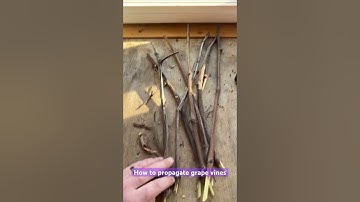 How to propagate grape vines #homestead #offgrid #farmlife