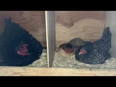 Seven Broody Hens In Nesting Box Wwwmypetchickencom Broody Blvd