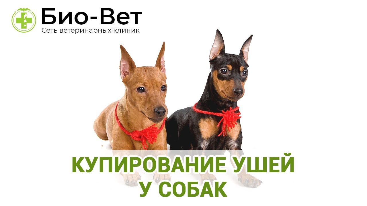 Курсовая Скачать Купирование Хвостов У Собак Курсовая Скачать Купирование Хвостов У Собак