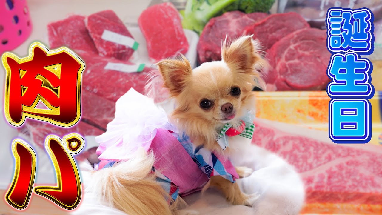 On Chihuahua's birthday, we grilled 1.5kg of meat and shared On Chihuahua's birthday, we grilled 1.5kg of meat and shared