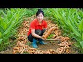 TIMELAPSE -- Harvesting 1000+ Giant Fresh Turmeric Roots from the Farm &amp; Selling Them at the Market