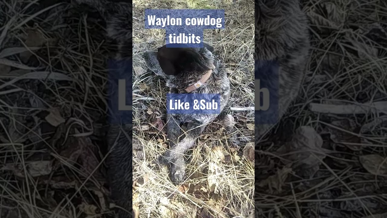 Cowdog Tidbits No.6.           