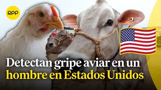 Gripe aviar en Estados Unidos: una persona se infecta tras contacto con ganado
