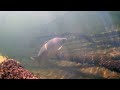 Recreational diving in Behl Lake, Germany - June 2022