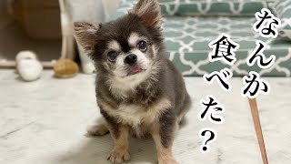 ボクが寝てる間になんか食べた？愛犬にばれないように完食なるか？！