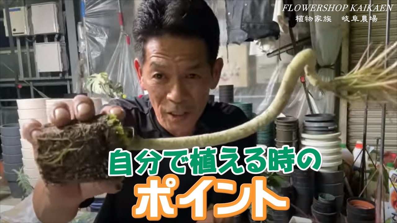 【愛知県豊田市】モンステラ 土日引き取り限定　地植え中 今日入荷した幹立ちモンステラ🪴 税込4980円