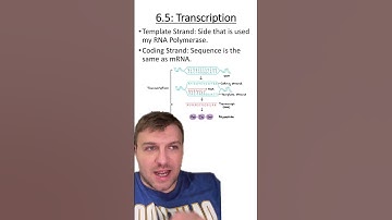 Unit 6.5: Transcription