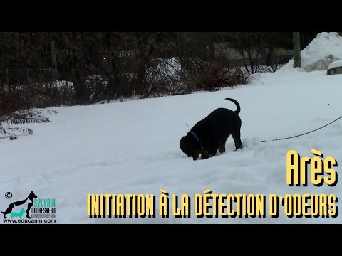 Vidéo: Le Régime Peut Améliorer L'odorat Des Chiens - Régimes Performants Pour Chiens De Détection