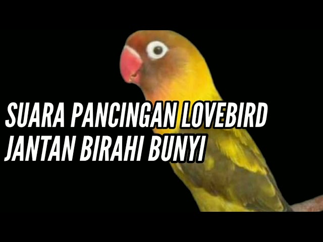 SUARA PANCINGAN LOVEBIRD JANTAN BIRAHI BUNYI class=