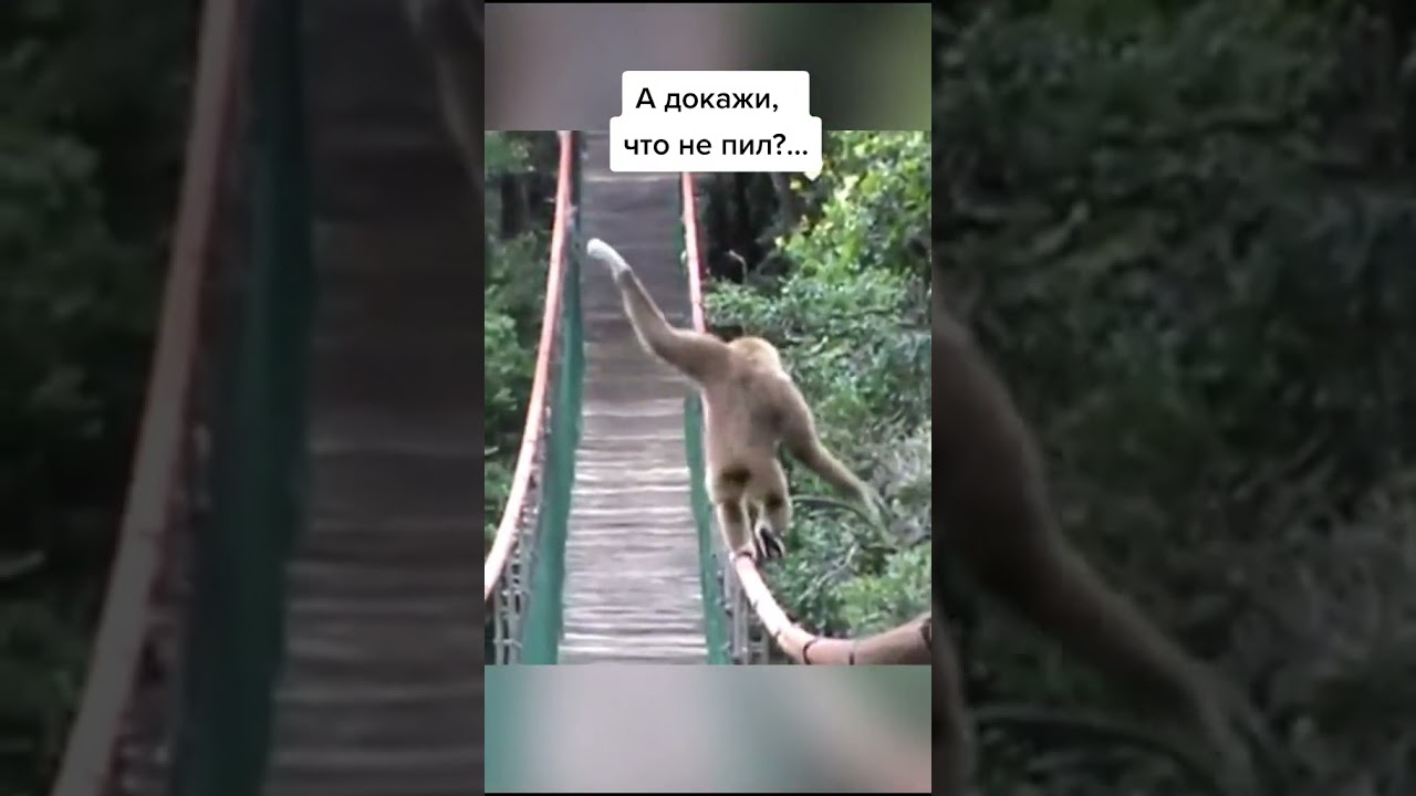 Tiktok Animal: Monkey Balance🙈🙊🐒🙉🐵