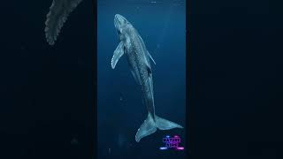 The Biggest Whale Ever Seen from the Sky! | Incredible Ocean Giants