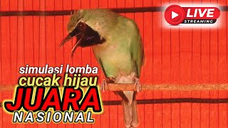 pancingan simulasi lomba CUCAK IJO full materi bongkar isian bikin burung CUCAK HIJAU ikut gacor