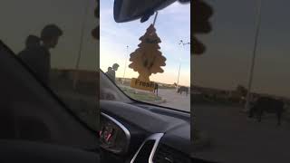 Dangerous woman 👩 driving from Hammamet Tunisia 🇹🇳 Donna al volante, pericolo costante 😱😂😆