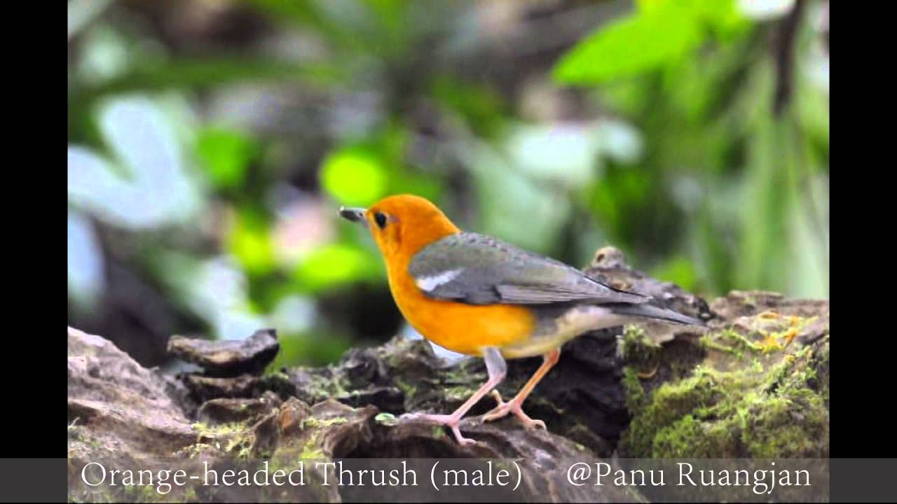 male Orange-headed Thrush 