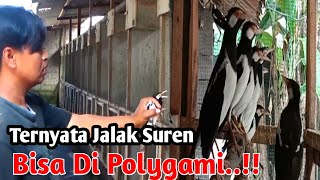 CARA POLIGAMI BURUNG JALAK SUREN - @SukamdiChannel