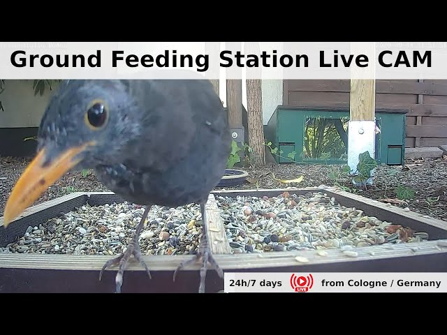 LIVE - Boden Futterstation & Igel Futterhäuser