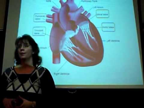 Heart anatomy, 02082011-3