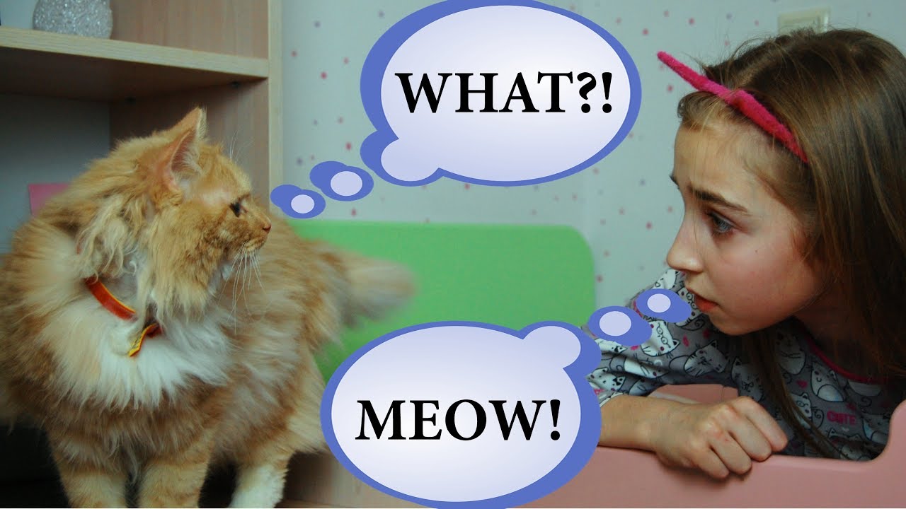 I and My Rescued Cat BODY SWAP! Learning videos for kids and family