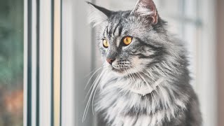 How much do you know about Maine Coon cats