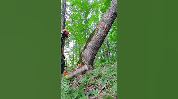 Leaning bow-shaped Maple tree puts up a fight 💪  #shorts #lumberjack #tree #logging #logger #woods