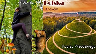 видео: Встретили диких кабанов ?Вольский лес в Кракове.Тропа на Курган Пилсудского.Собираем грибы в Польше. картинка: Встретили диких кабанов ?Вольский лес в Кракове.Тропа на Курган Пилсудского.Собираем грибы в Польше.