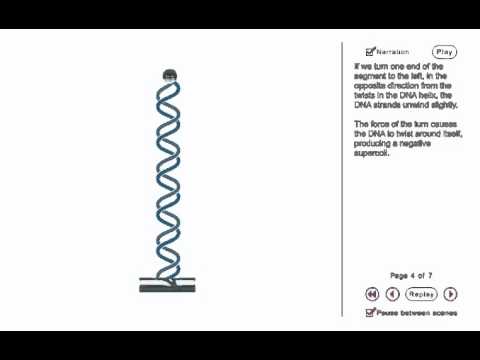 Video: Apakah tujuan supercoiling DNA?