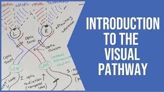 Intro To The Visual Pathways (Neurology) - USMLE/UK | PostGradMedic
