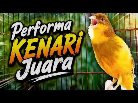 Masteran KENARI GACOR PANJANG ROL RAPAT EMOSI utk PANCINGAN KENARI PAUD NGERIWIK jadi GACOR