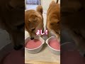 ホットミルクに大喜びする豆柴姉妹 #Shorts